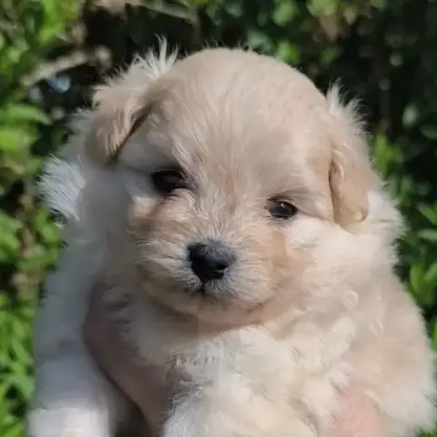 Chiots Doodle À Réserver