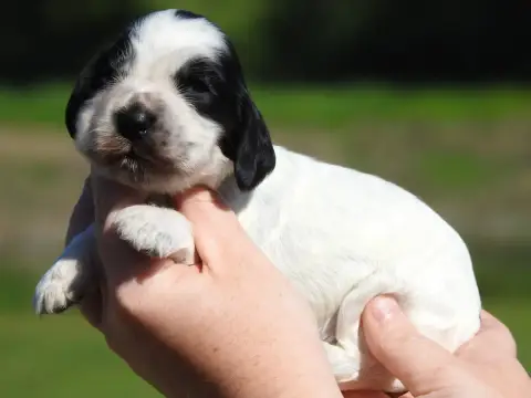Cocker Spaniel Anglais  Femelle Bleue Du Clos De La M 578e8