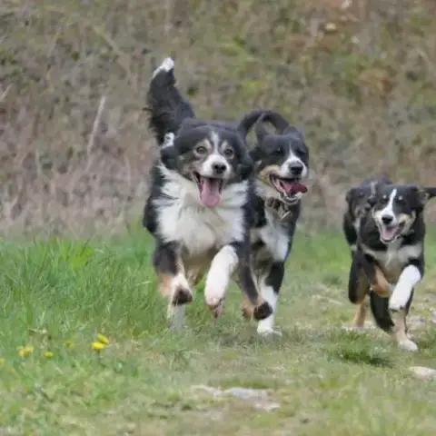 Chiots Type Border Collie