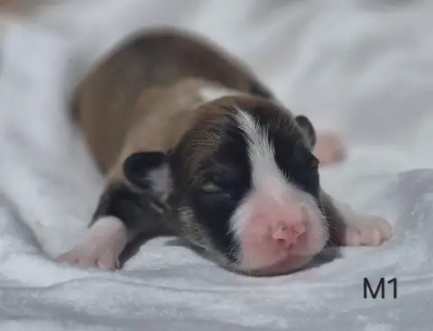 Welsh Corgi Pembroke  Chiot N°1 Des Famonadyns