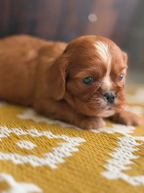 Cavalier King Charles Spaniel  Baya De La Cour De Mim b6c88