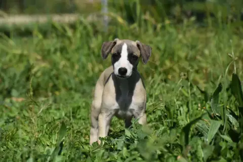 Whippet  Biscuit À L'Orange Des Milles Folies