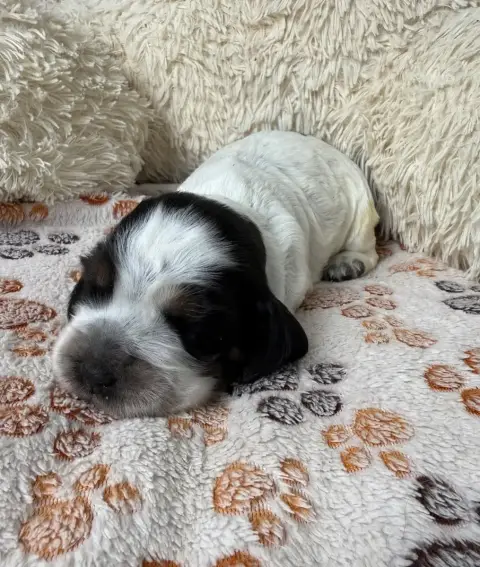 Cocker Spaniel Anglais  Chiot 3 Des Moulins Etoilés d7ac3