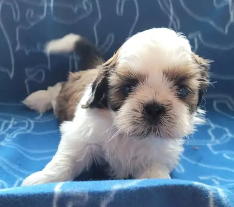 Shih Tzu  Chiot N°1 Des Marais De Courmont