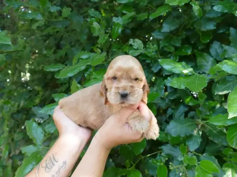 Cocker Spaniel Anglais  Male Sans Collier Du Temps De 06f2b
