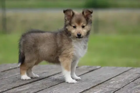 Shetland Sheepdog  Chiot N°4 De L'Angelarde photo 3