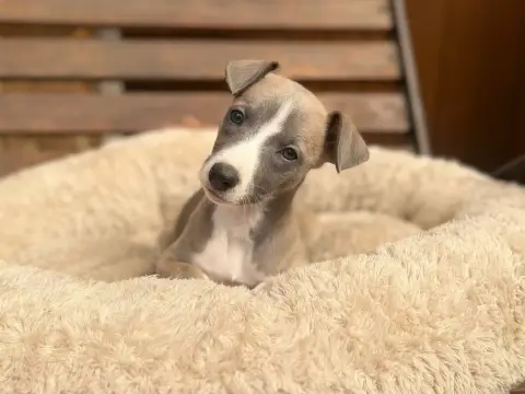 Whippet  Balalaïka Bleue Dite Baila Du Cèdre Enchanté 4c39f photo 2
