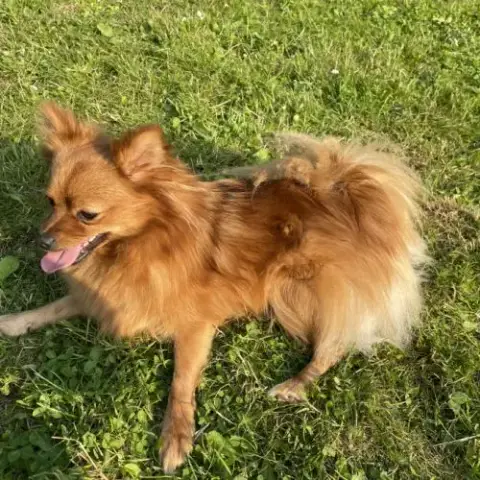 Chiot Spitz Allemand