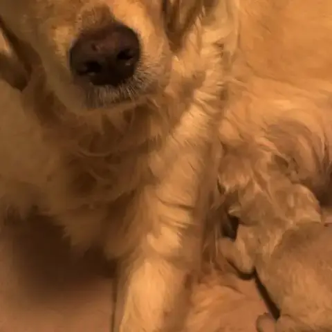 Chiots Golden Retriever À Réserver