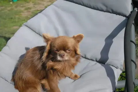 Chihuahua  Chiot N°1 Du Hameau De Selcra photo 3