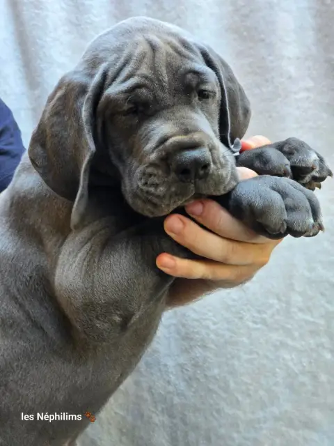 Dogue Allemand  Bismark Vom Gimli De La Guilde Des Né 28004