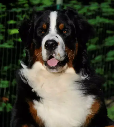 Bouvier Bernois  Blanc Du Domaine De Daisy photo 2
