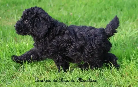 Caniche  Brahms Du Bois De Morchène photo 3