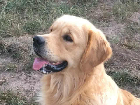 Golden Retriever  Chiot 2 Du Haut De La Girauderie