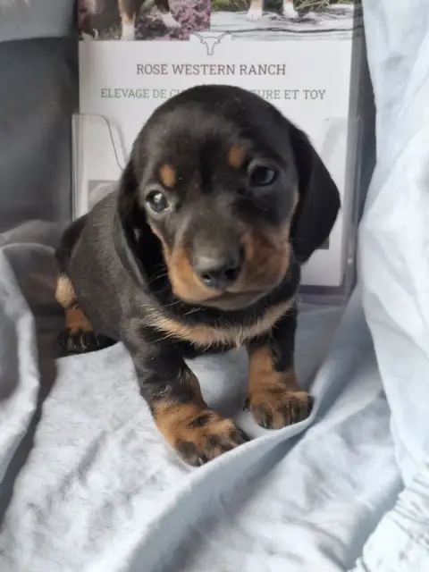 Teckel Poil Ras  Chiot N°3