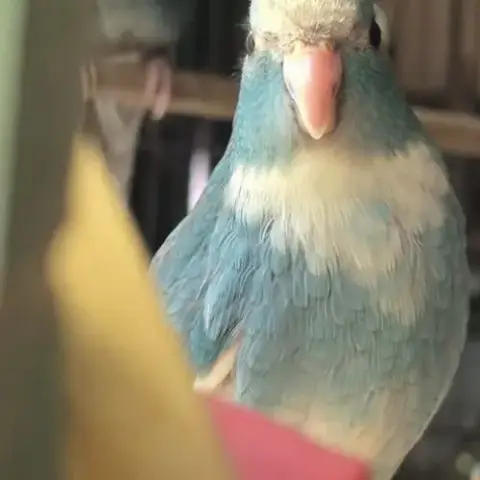 Kakariki Eam