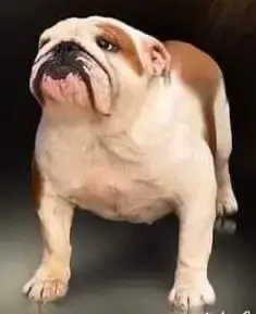 Bulldog Anglais  Chiot N°1 Mystic Legend photo 3