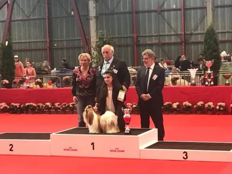 Shih Tzu  Chiot N°2 Du Paradis D'Indiana photo 3