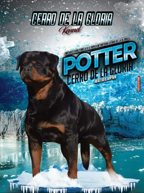 Rottweiler  Collier Beige De La Tour Gelee photo 2