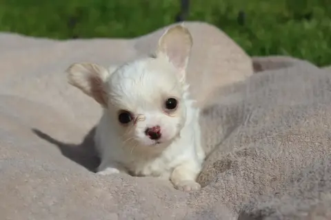 Chihuahua  Basile Des Terres De La Faisanderie