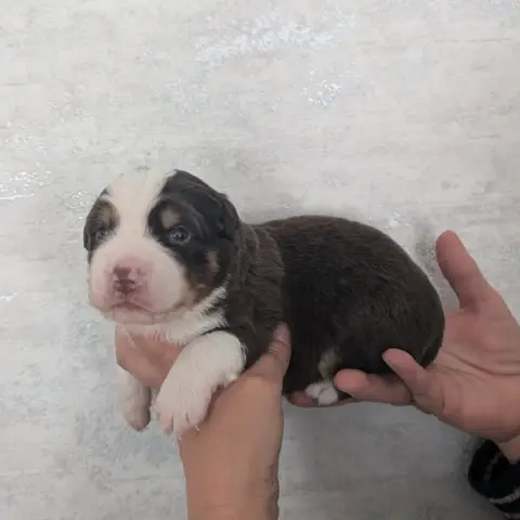 Berger Américain Miniature  Chiot N°1 Du Domaine D'Oz 039d7 photo 3