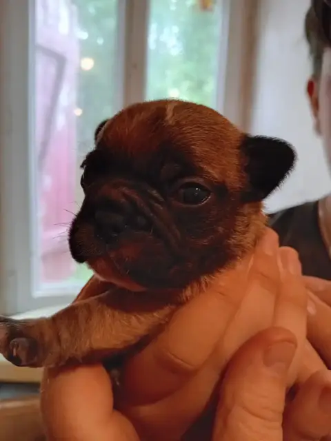 Bouledogue Français  Chiot N°2 Da Cidade Invicta