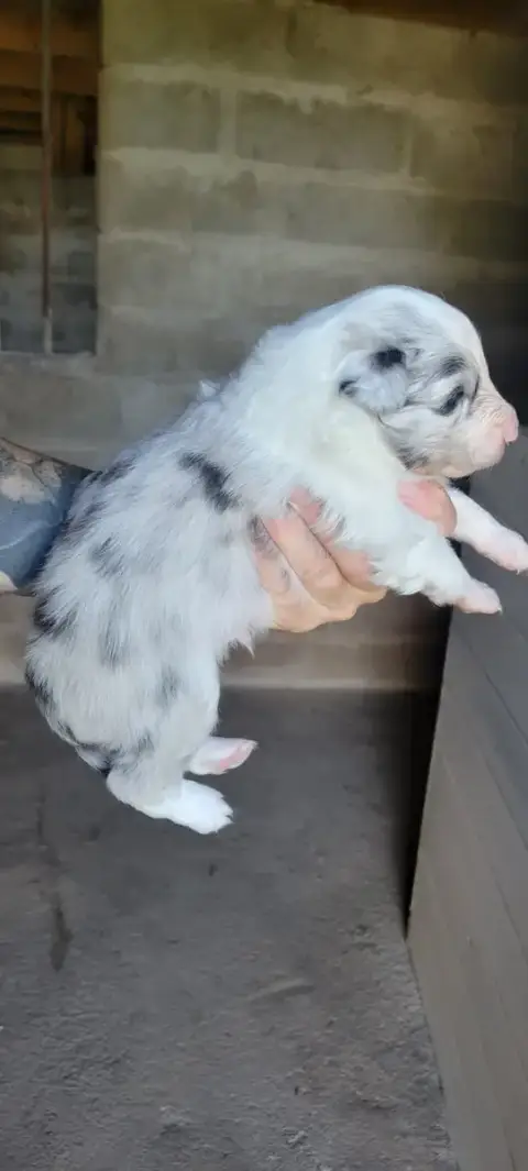 Shetland Sheepdog  B..... Des Molosses De Timoulys photo 2