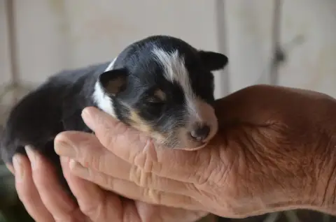 Shetland Sheepdog  Chiot N°2 De La Foret Des Reves Bl 5723f