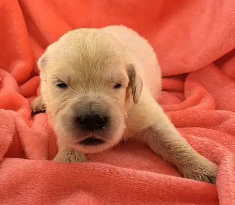 Golden Retriever  Bansky (Ruban Rouge) Of Mayajoe'S D 31002