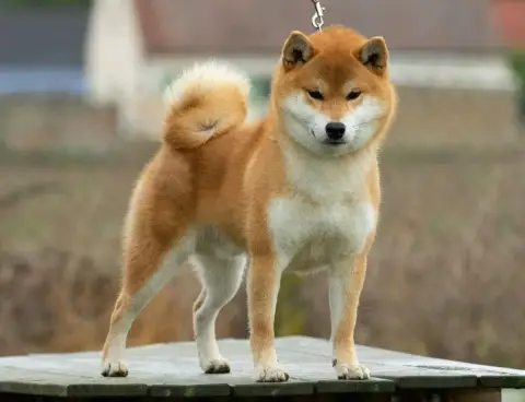 Shiba  Baïko Du Domaine D'Amserpa photo 2