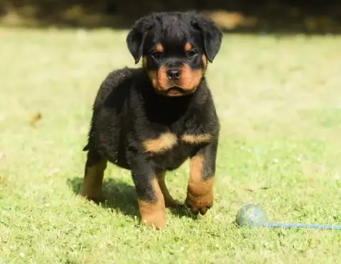 Rottweiler  Chiot 8 Des Titans Noirs Et Feux photo 2