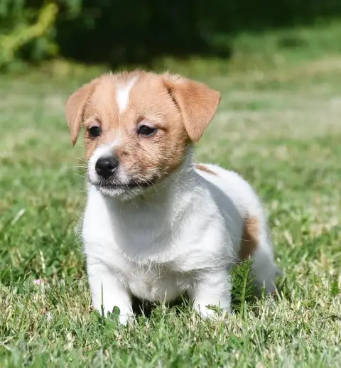Adopter Jack Russell Terrier 
                        Chiot 1 4d628