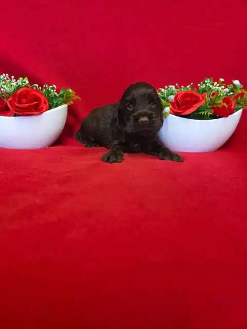 Cocker Spaniel Anglais  B........... Du Domaine De St 14b39 photo 2