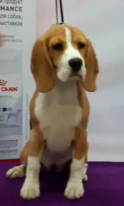 Beagle photo 3