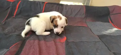 Jack Russell Terrier  Chiot 7 De L'Etang De Rochefort 39914 photo 3