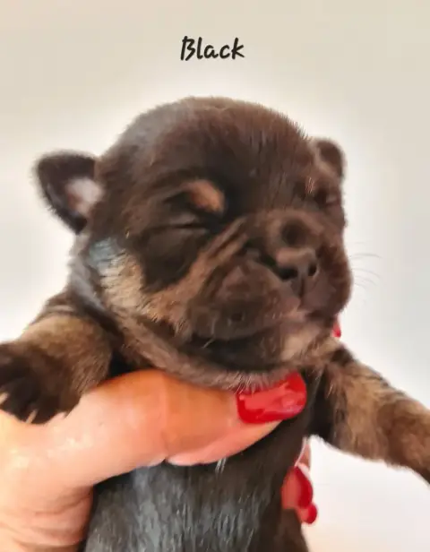 Chihuahua  Black De L’Ecrin Des Joyaux photo 2