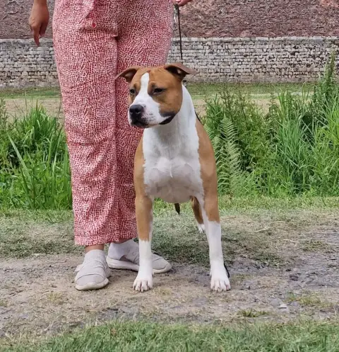 American Staffordshire Terrier  Bonaparte Maison Vann 5aa0f photo 2