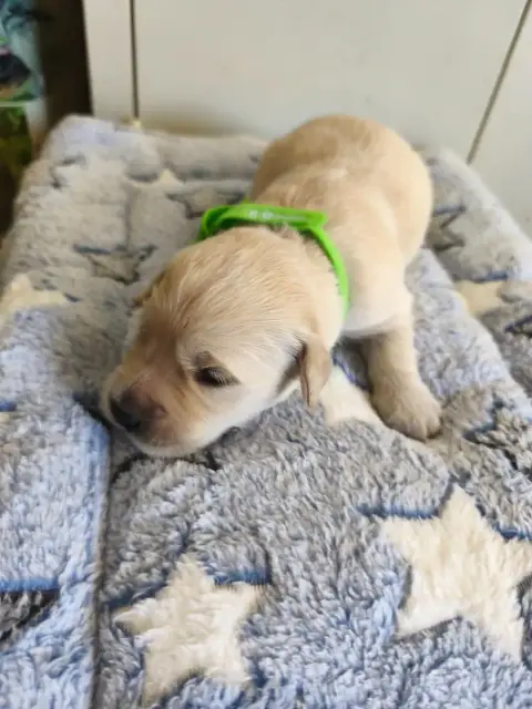 Golden Retriever 
                        Collier Ver 6abea