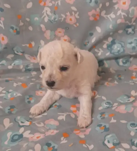 Bichon Frise  Chiot N°4 Von Bereich Sandalvi