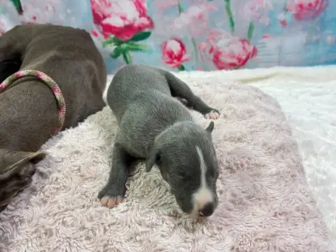 Whippet