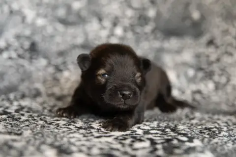Eurasier  M.Rouge Les Constellations Au Clair De Lune 3c6a7