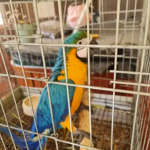 A Céder Ara Aurauna