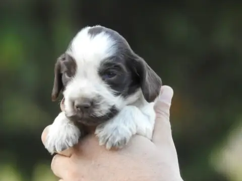 Cocker Spaniel Anglais 
                        Chiot b19f5
