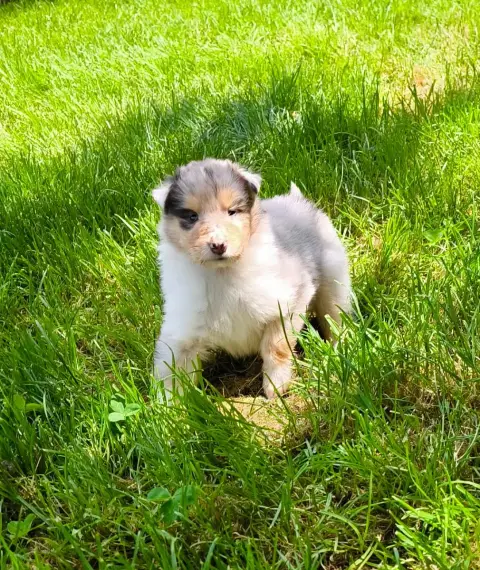 Colley À Poil Long  Femelle Bleue Merle De Charletien 973ff