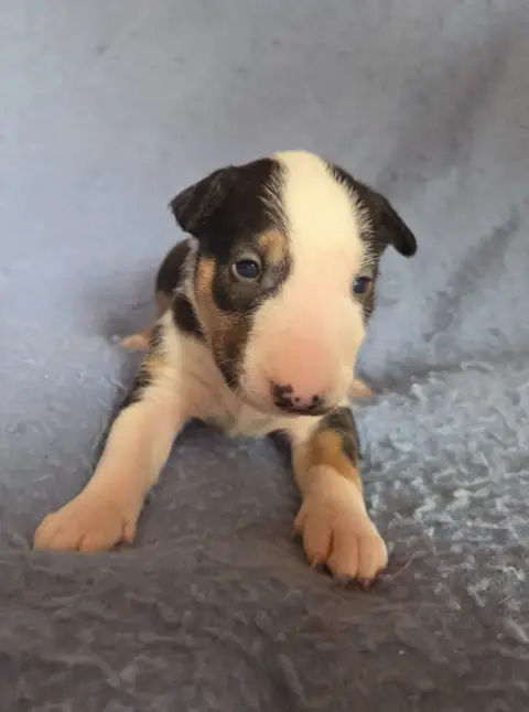 Bull Terrier  Chiot 6 By The Wall