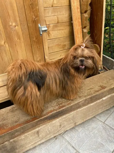 Adopter Shih Tzu 
                        Amber