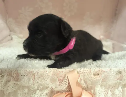 Bichon Havanais