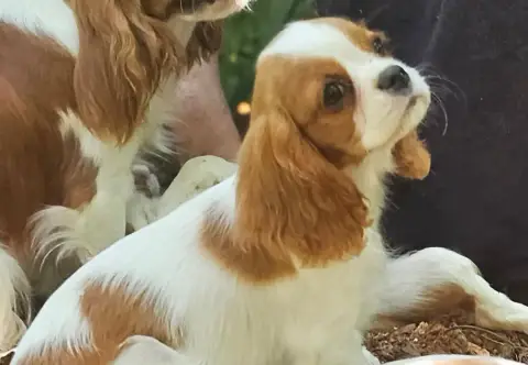 Cavalier King Charles Spaniel  Bridgerton Francesca O 86241 photo 2