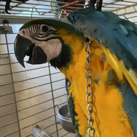 Perroquet Ara Ararauna