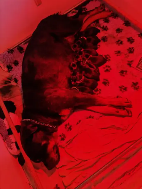 Rottweiler  Chiot 11 Der Wachter Von Vesta